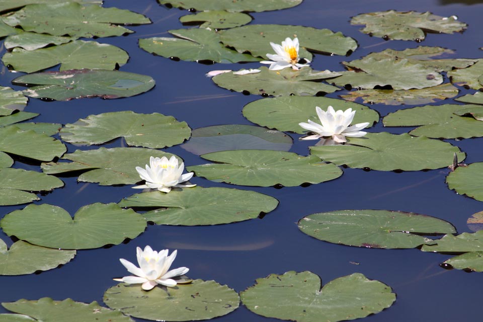 Waterlilies