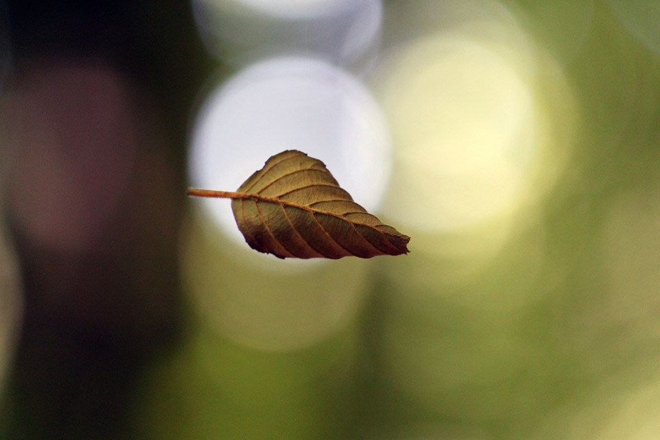 Leave in the wind