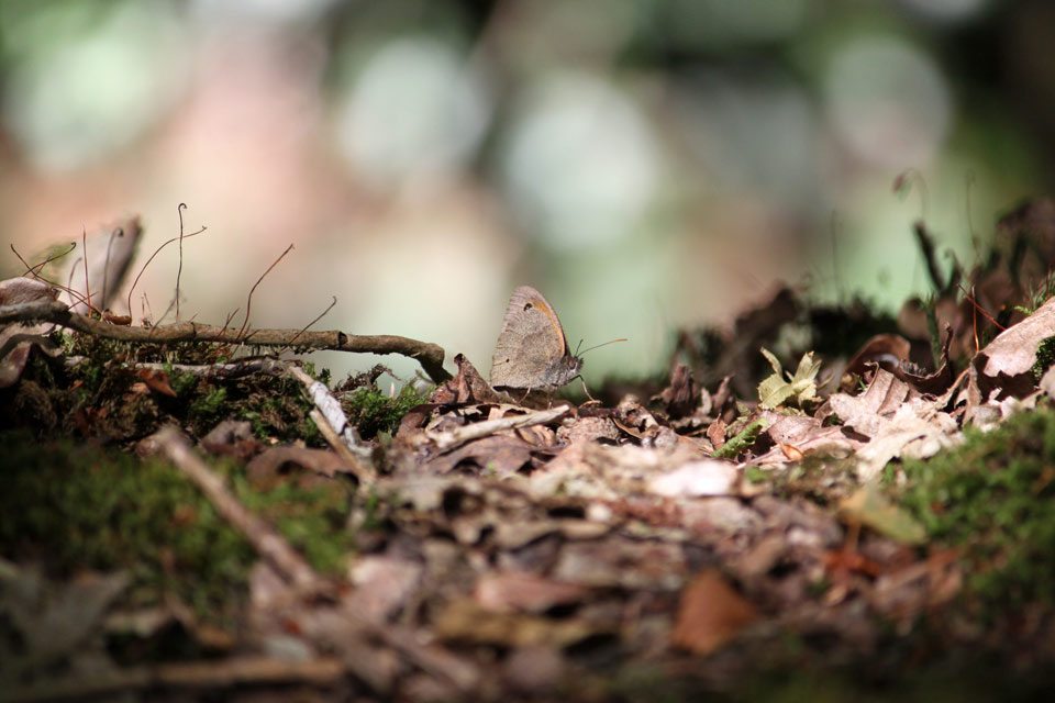 Insect at the For�t de Rennes