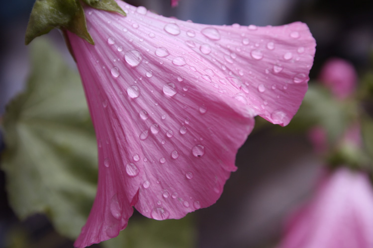 Wet Lavatera