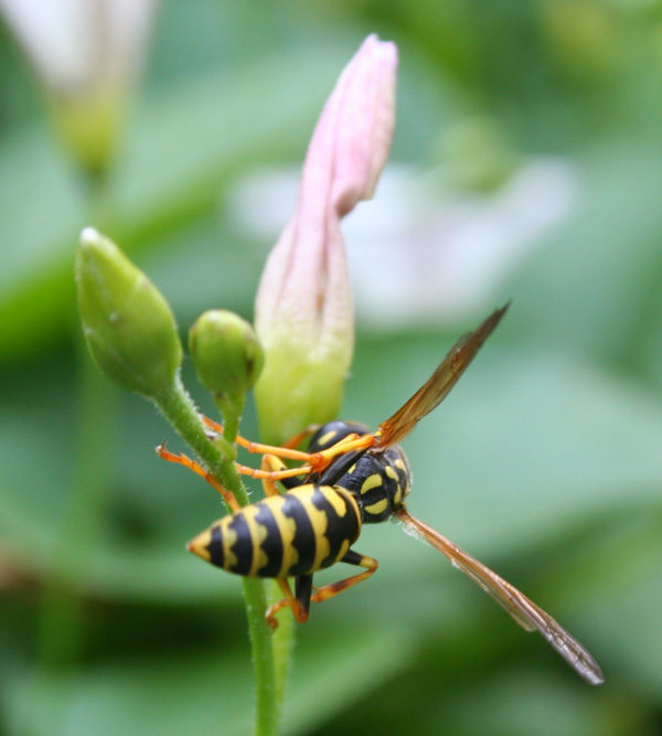 wasp