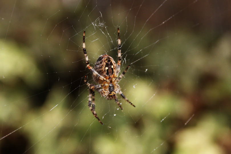 Spider and its web