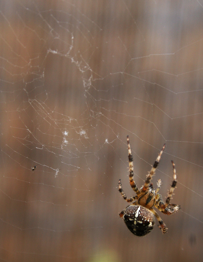 The spider and its web again